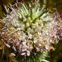 Teasel (Dipsacus fullonum): These plants originated in Europe. In former days they were used to raise the nap on wool.